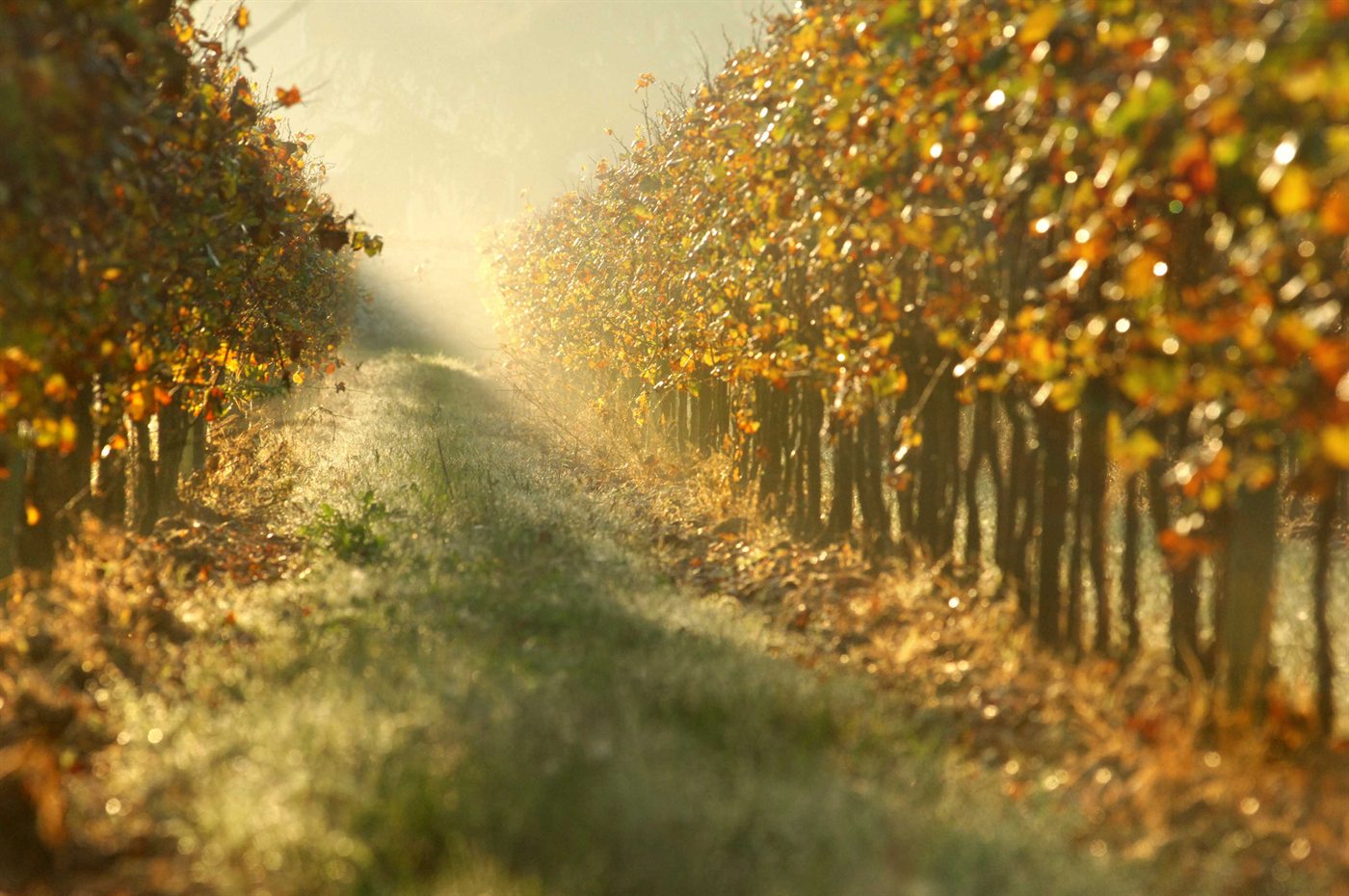 Winnice regionu Franciacorta w Lombardii
